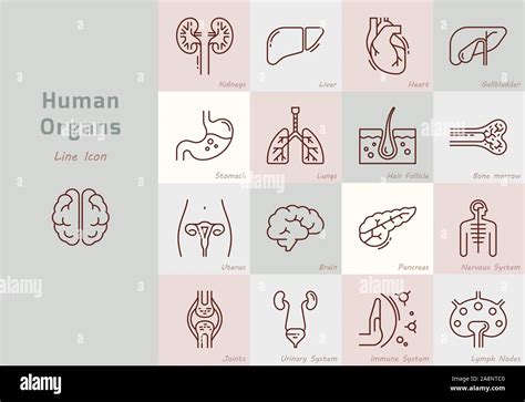 Gran Conjunto De Iconos Vectoriales Lineales De órganos Humanos Con
