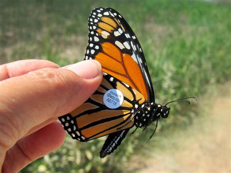 Monarch Butterfly Photos