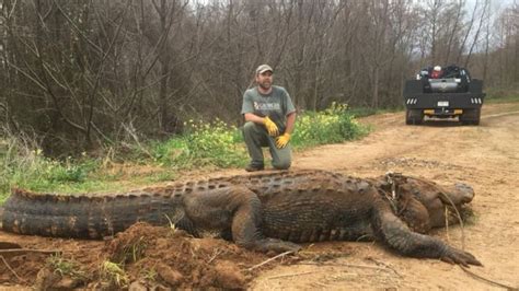 Massive 700 Pound Alligator Found In Georgia