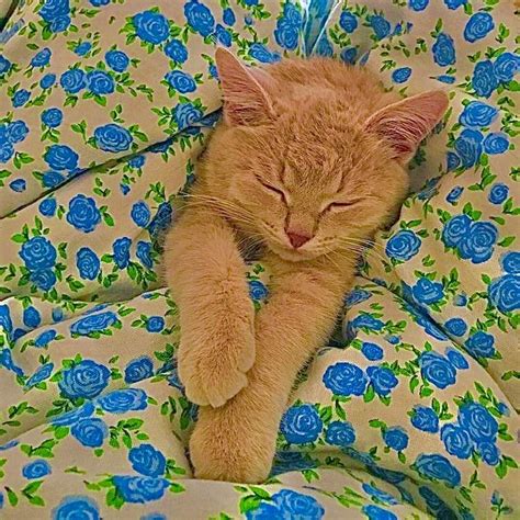 Pin by mar :) on animals | Cute little animals, Cute cats, Cute baby