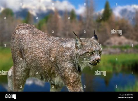 North American Wild Cats Hi Res Stock Photography And Images Alamy