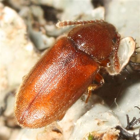Little Brown Beetle Cryptophilus Bugguidenet