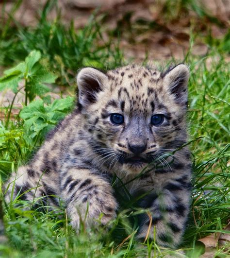 Baby Leopard Baby Leopards Cubs Playing Snow Leopard Cub 3 By Reto