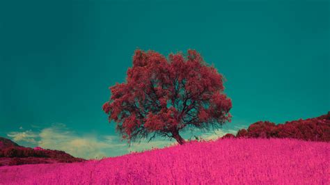 Download 1920x1080 Wallpaper Pink Flowers And Tree Landscape Nature