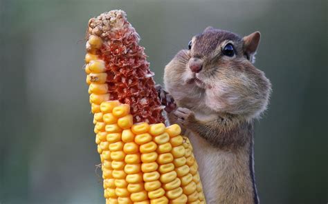 Wallpapers Buzzy Picture Of A Chipmunk Eating Corn