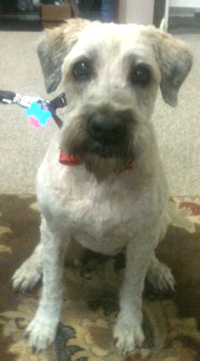 Unlike dogs with double coats, wheaten terriers only shed a few hairs a day, much like humans. Zoe has a Forever Home!!