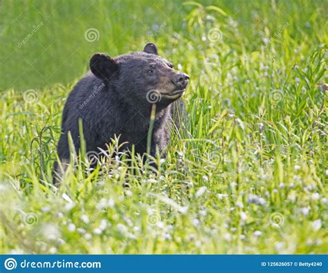 Black Bear Eating Green Grass In A Field Of Greenery Stock Image