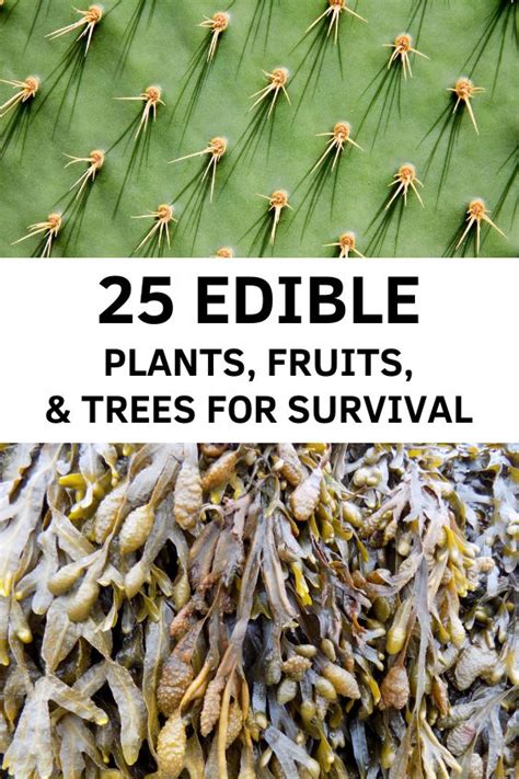 25 Edible Plants Fruits And Trees For Survival Edible Plants Edible