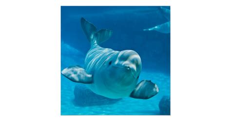 Beluga Whale Poster Zazzle