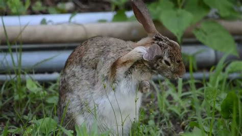 Wild Cottontail Rabbit Cleaning Itself Youtube