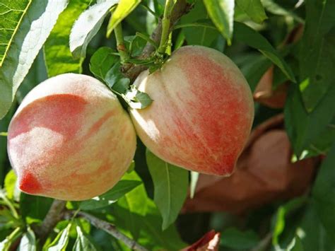 The term ultra dwarf is a marketing term used by a grower in the pacific northwest and has nothing to do with the top height of the tree. 14 Dwarf Fruit Trees to Create a Mini-Orchard on Your ...