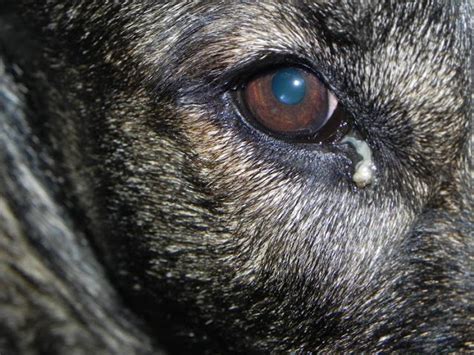 Dog Abc Dog Eye Allergy