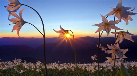 Nature Landscapes Fields Flowers Plants Mountains