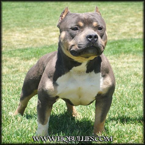 Our pit bull puppies are have rare colors for xxl's, we produce champagne pitbull puppies, chocolate pitbull puppies, tri pit bull puppies, blue nose pitbull puppies and even black pitbull puppies. doom-tri-color-bully-pitbull - Bully Breed Photos - This ...