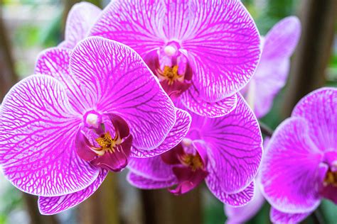 Magenta Orchids Photograph By Jennifer Lycke Pixels