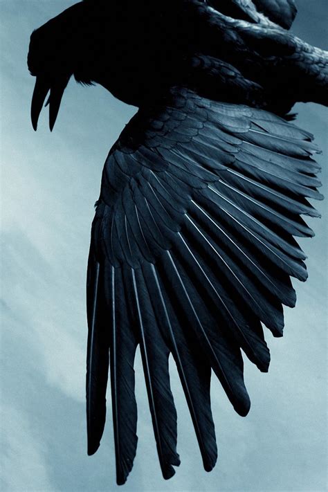 Raven Wallpapers Top Free Raven Backgrounds Wallpaperaccess