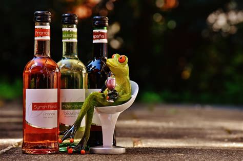 Free Images Sweet Restaurant Cute France Drink Frog Alcohol