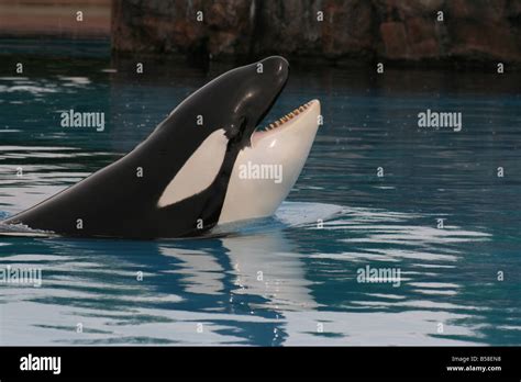 Killer Whale Mouth Open Hi Res Stock Photography And Images Alamy