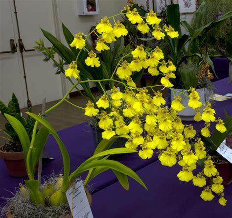 Oncidium Sweet Sugar Orchid Hybrid Care And Culture Travaldos Blog