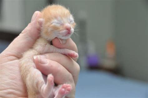 Just A Baby Kitten All Orange And Sleepy Aww