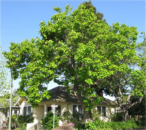 Find photos of umbrella tree. UFEI - SelecTree: A Tree Selection Guide