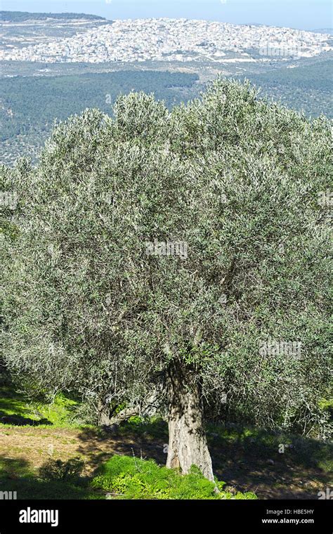 Old Olive Tree Stock Photo Alamy