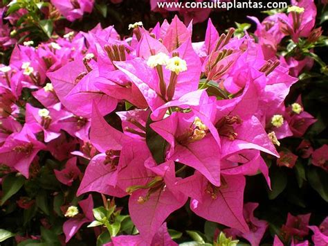 How to plant, grow and care for bougainvillea in our detailed grow guide. Bougainvillea, Buganvilla o Bugambilia | Cuidados