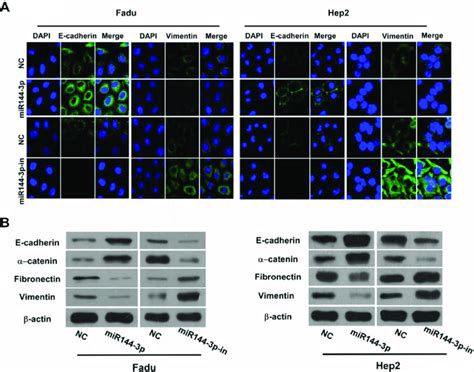 mir 144 3p inhibits cellular epithelial mesenchymal transition emt download scientific