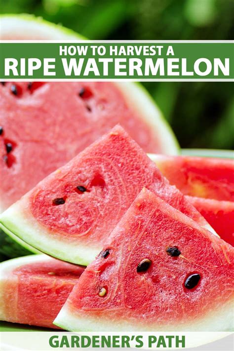 how to pick a ripe watermelon gardener s path