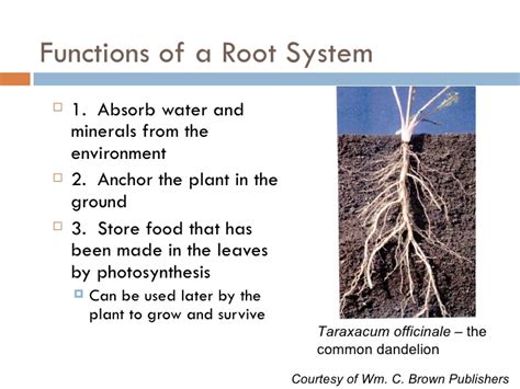 Root Anatomy