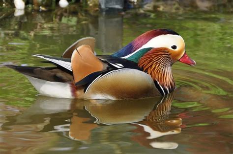 Some feng shui practitioners believe the two mandarin ducks should be swimming, standing, flying, or walking in the same direction to signify unity. Tips to Attract Love using Feng Shui this 2019 ...