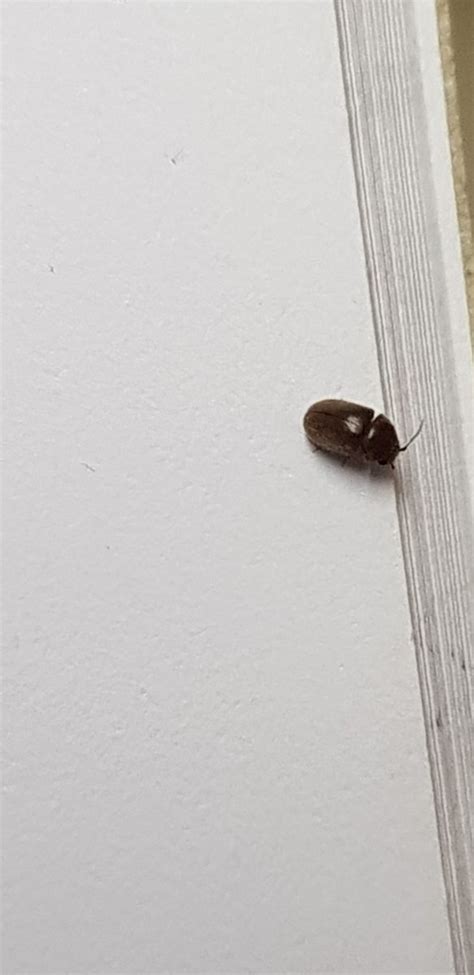 Small Tiny Black Bugs In Bathroom