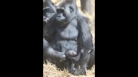 The New Baby Gorilla At Chessington Zoo Youtube