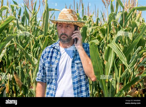 Farmer Talking On Mobile Phone In Corn Maize Field Using Modern