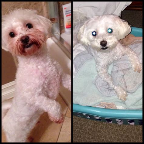 No More Tear Stains Maltese Dogs Forum Spoiled Maltese Forums