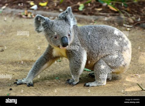 Koala Walking On The Ground In Queensland Australia Stock Photo Alamy