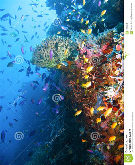 Tropical Coral Reef Fish Stock Photo Image Of Reef Brilliant 4496350