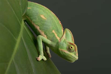 How To Breed Veiled Chameleons Reptiles Magazine