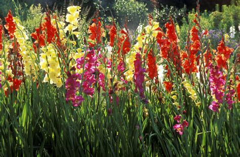 Check spelling or type a new query. When to Plant Summer Flowering Bulbs Outdoors