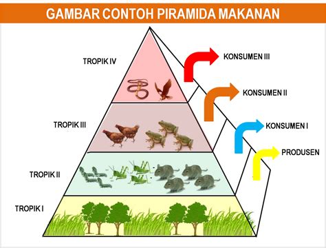 Gambar Dan Penjelasan Piramida Rantai Dan Jaring Makanan Freewaremini