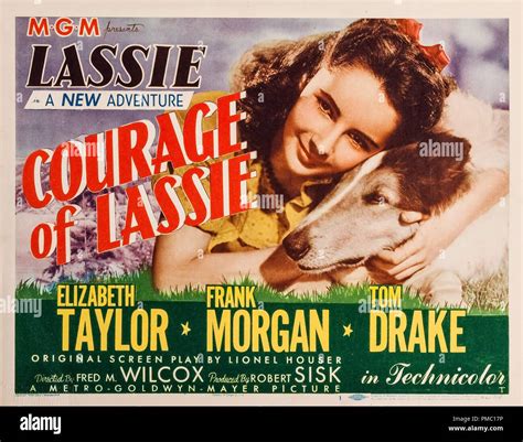 Elizabeth Taylor Courage Of Lassie 1946 Mgm Lobby Card File Reference 33595 227tha Stock