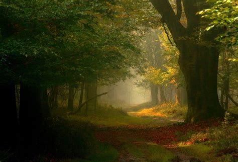 4553745 Forest Trees Fairy Tale Mist Atmosphere Path