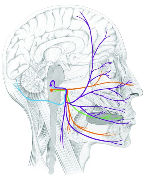 anatomy of the cranio sacral system college of cranio sacral therapy ccst
