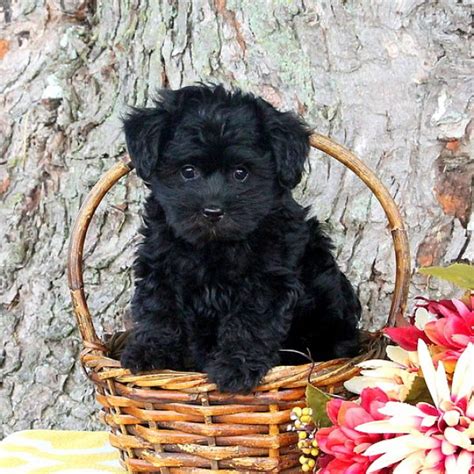 Affordable pup has akc registered yorkie poo puppies for adoption in pennsylvania and toledo, cleveland, akron, canton, youngstown ohio. Yorkie-Poo Puppies For Sale - Yorkie-Poo Breed Info ...