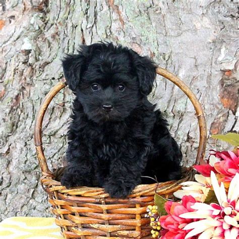 Sometimes referred to as a yorkie poo, this beloved designer breed is a cross of the yorkshire terrier and the poodle breed. Yorkie-Poo Puppies For Sale - Yorkie-Poo Breed Info ...