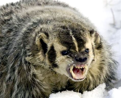 Angry Badger Badger Pinterest Snowball The Ojays And Dips