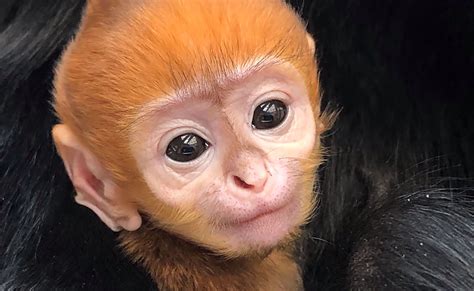 Newborn Baby Capuchin Monkey Bmp All