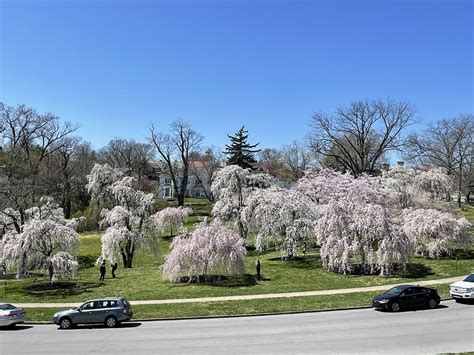 When To See Hundreds Of Japanese Cherry Blossom Trees Bloom In Ault Park