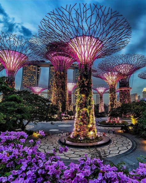 Super Tree Groove Singapore 💜💜💜 Picture By Jackmartinphotoart