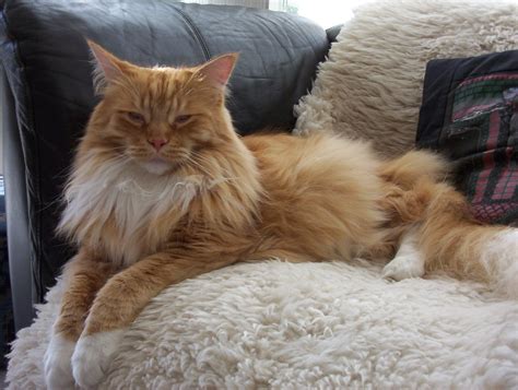 Filesleepy 3 Year Old Red Mackerel Tabby With White Male Maine Coon